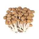 Fresh Brown Beech Mushroom (Shimeji) 150g | 新鲜 蟹味菇 150g