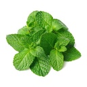 Fresh Mint 1kpl | 新鲜 薄荷叶 1把