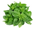 Fresh Thailand Holy Basil 100g/PKT | 新鲜 泰国 圣罗勒 100g/包