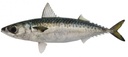 Star Pride Mackerel Scomb W/R 450/600g by weight /kg | Star Pride 大西洋鲭鱼 450/600g 称重/kg