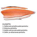 Fresh Norwegian Salmon 5-6kg | 新鲜挪威三文鱼 5-6kg